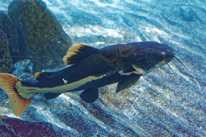 Redtail šamo išvaizda