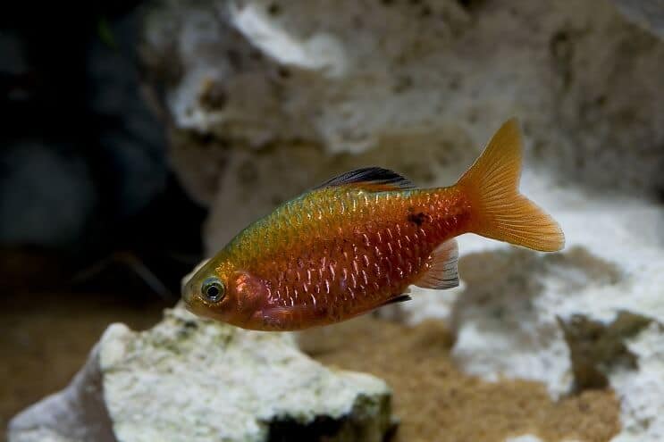Rosy Barb apžvalga