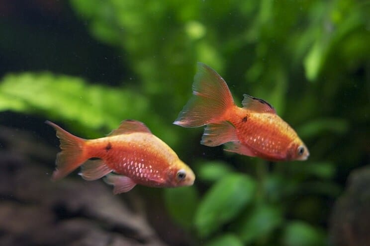 Rosy Barb tankų draugai