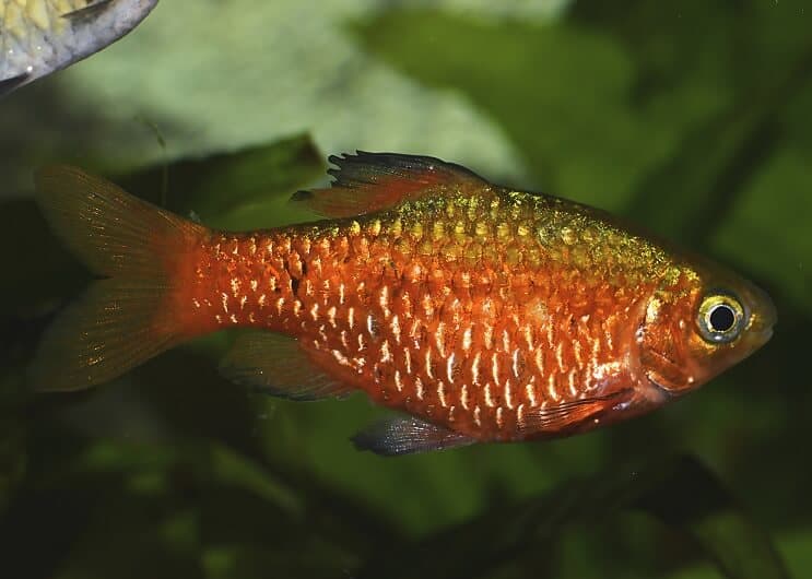 „Rosy Barb Care“