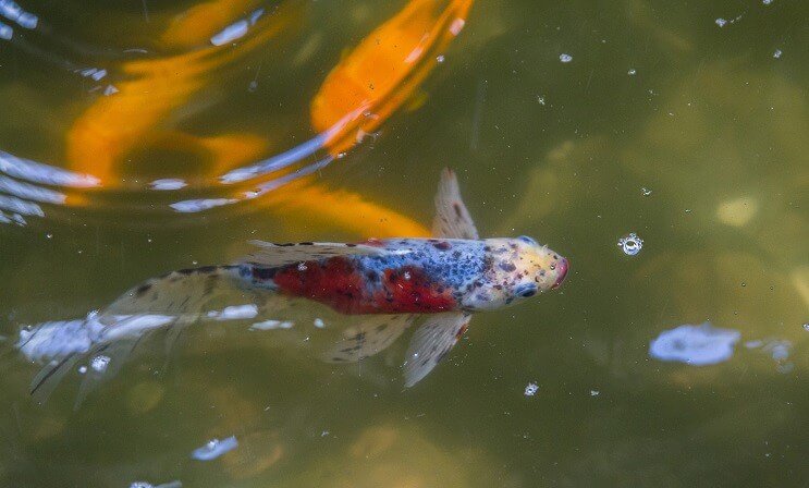 „Shubunkin Goldfish“ tvenkinyje