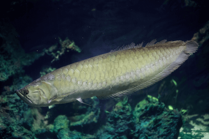 Sidabrinė „Arowana“ išvaizda