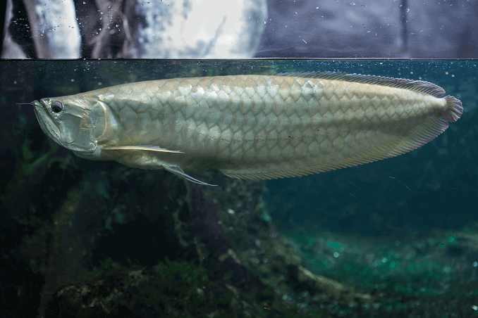 Sidabras Arowana cisternoje
