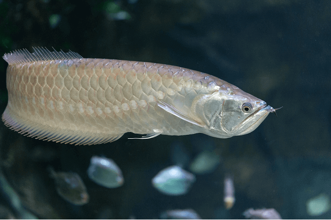 Sidabrinis „Arowana“ plaukimas