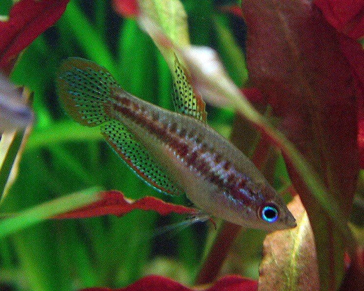 Pigmijus Gouramis