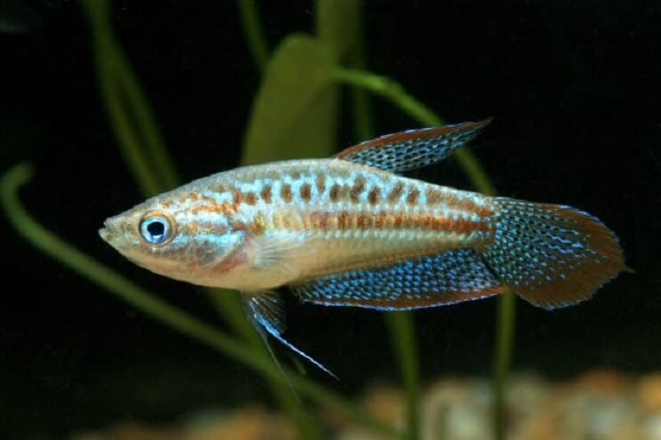 Putojantis guramis
