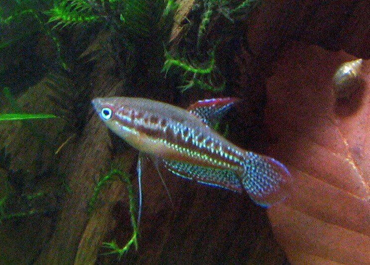Putojantis „Gourami“ plaukimas