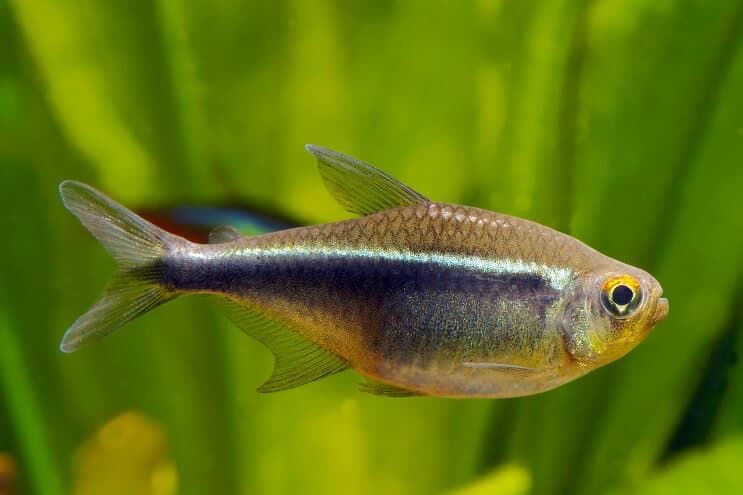 Juodas neoninis tetra