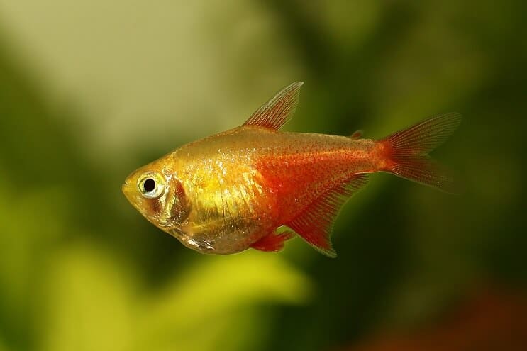 Liepsnos Tetra