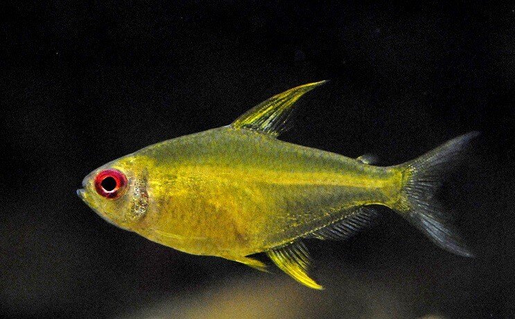 Citrina Tetra
