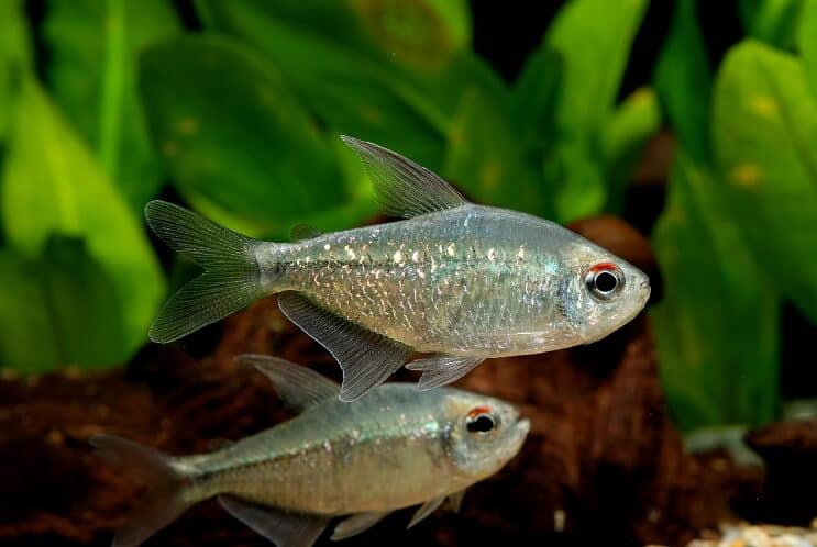 Deimantas „Tetra“