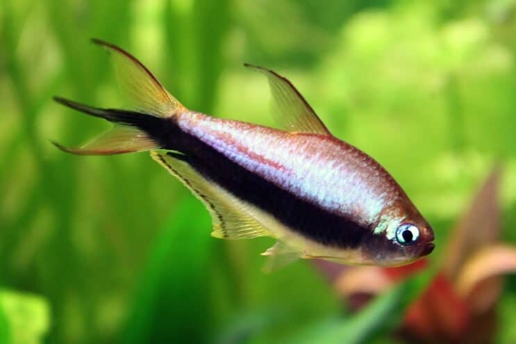Imperatorius Tetra