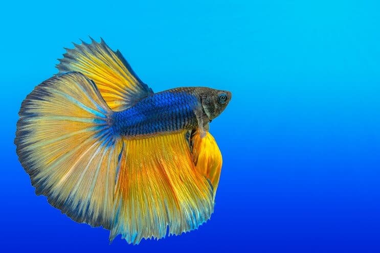 Kaip prižiūrėti Bettas