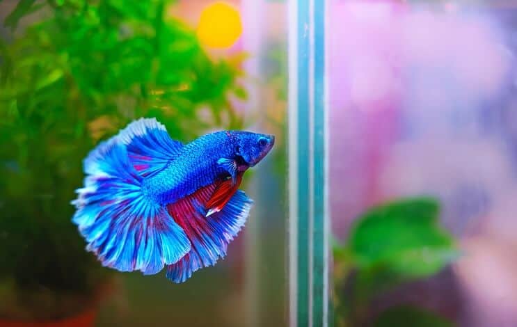 Nustatykite „Betta Tank“
