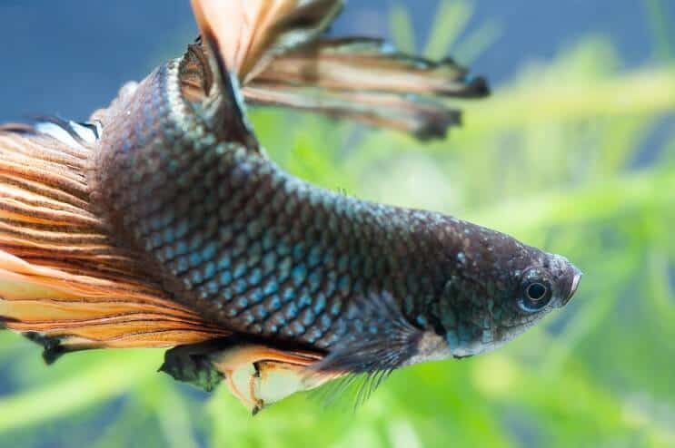 Vyras Betta