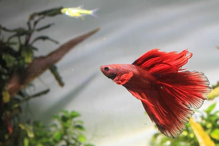 Betta tankų draugai