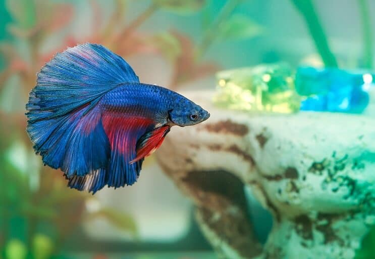 Betta žuvų liga