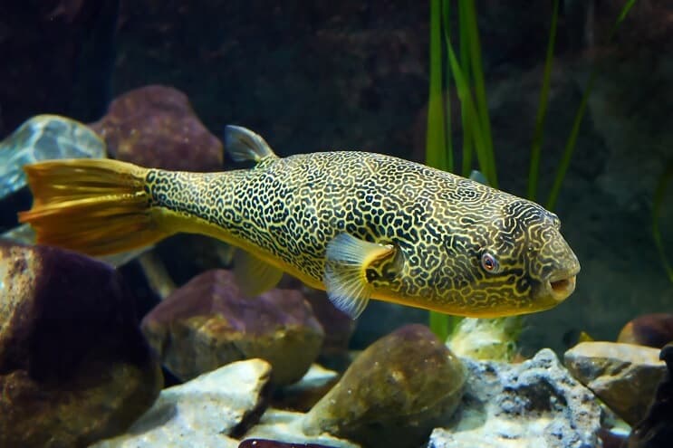 „Mbu Puffer Fish“ iš arti