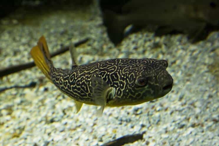 „Mbu Puffer Fish“