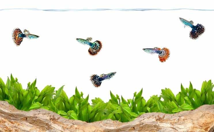 Guppies akvariume