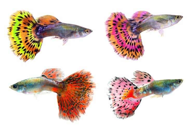 Skirtingos Guppies spalvos