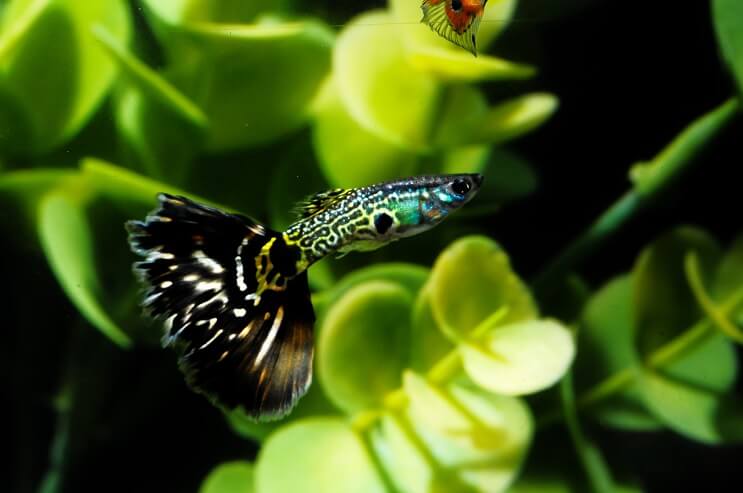 Raštuota Guppy Fish