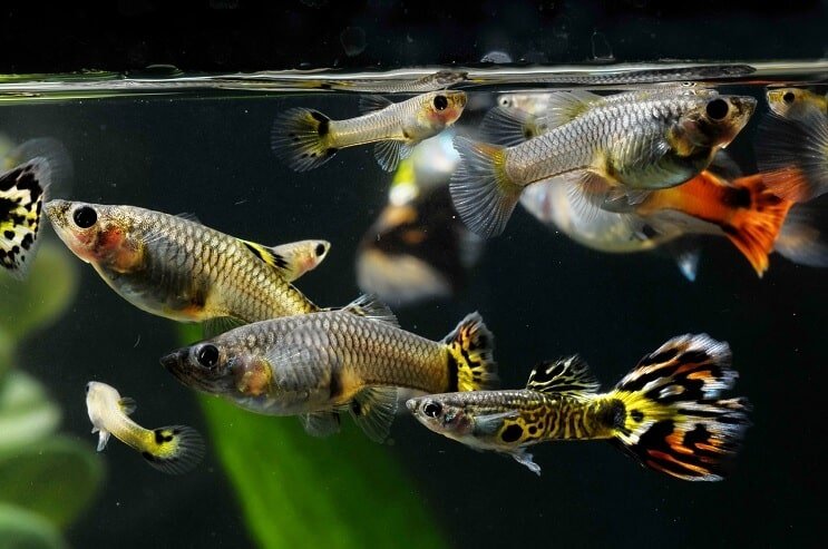 Kaip sekso guppies