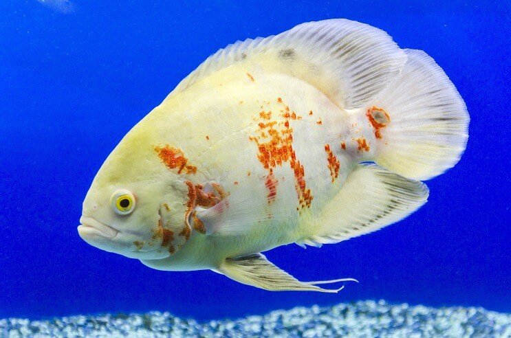 Albino Oskaras