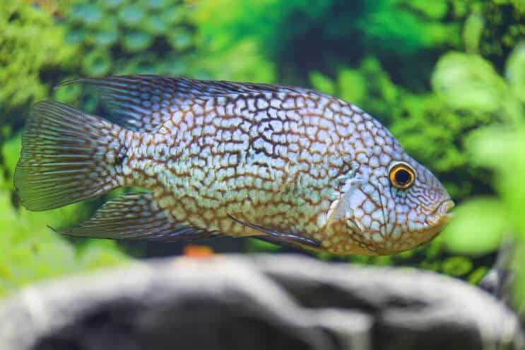 Teksaso Cichlido dieta