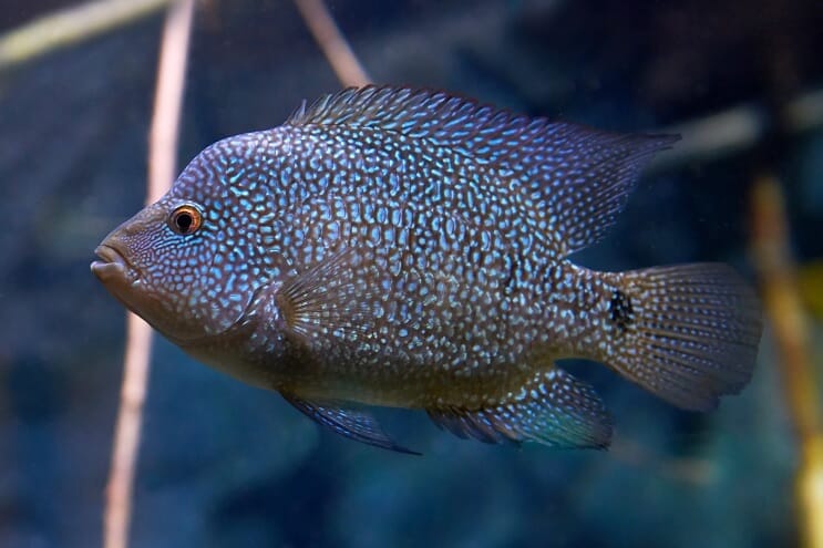 „Texas Cichlid Care“