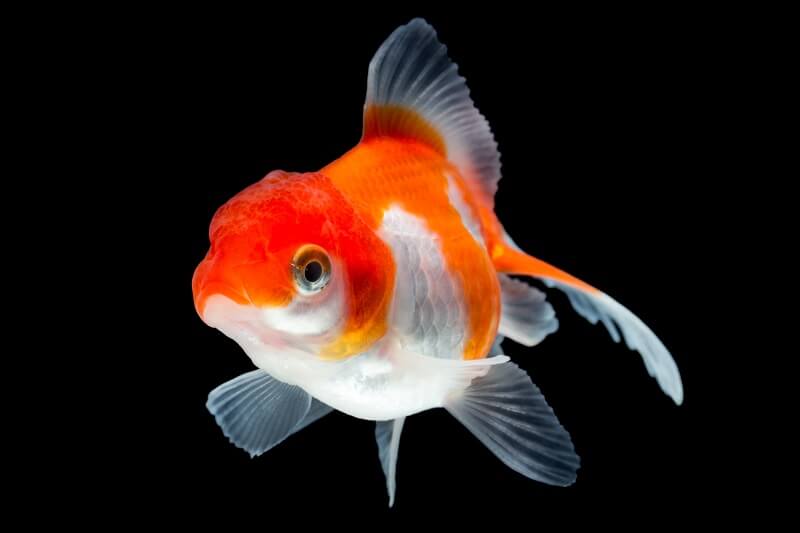 „Fantail Goldfish“