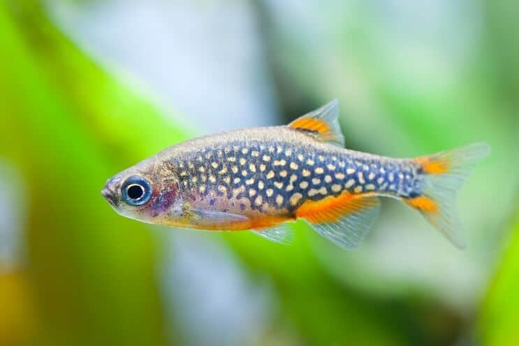 Dangaus perlas Danio