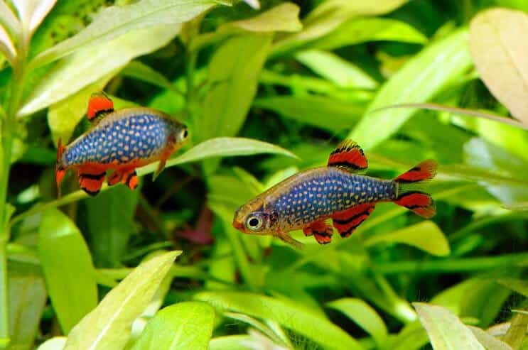Dangaus perlas Danio akvariume