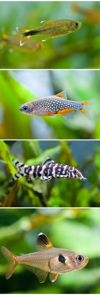 Dangaus perlo Danio tankų draugai