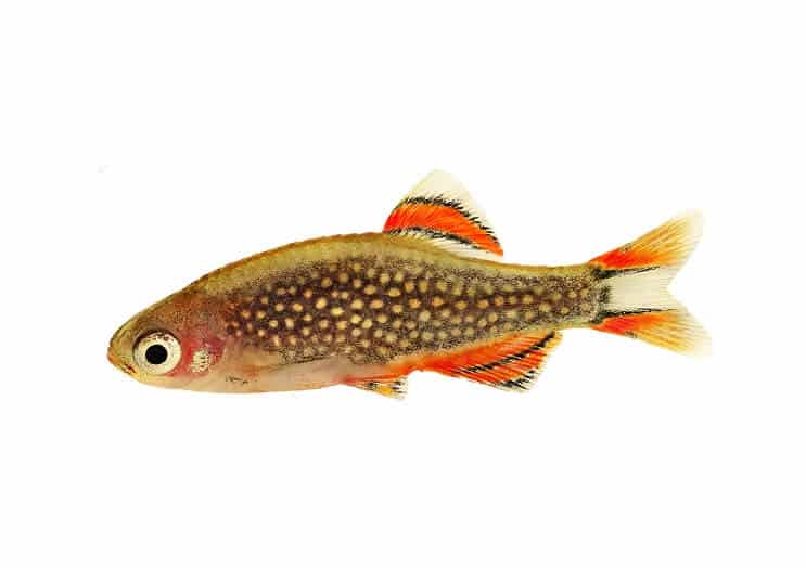 Dangaus perlas Daniosas