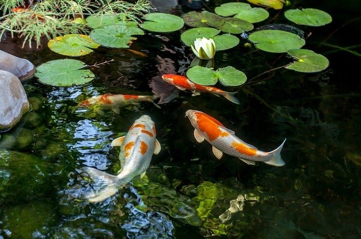 Koi žuvų buveinė