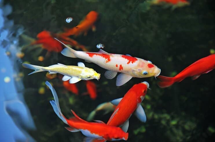Koi žuvų priežiūra