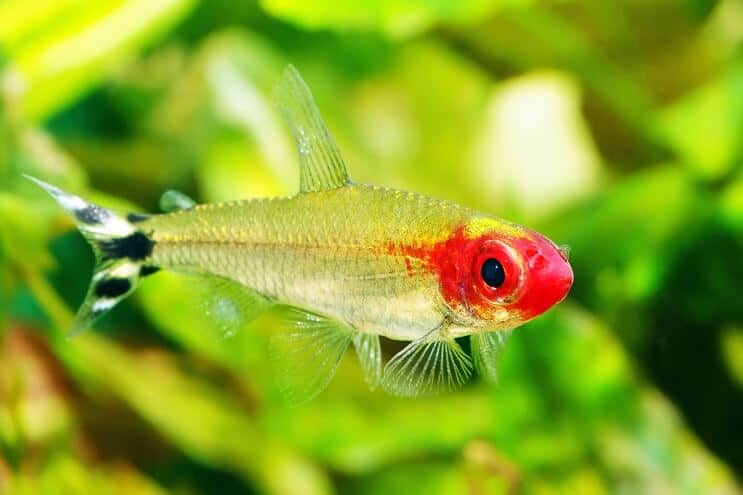 „Rummy Nose Tetra“