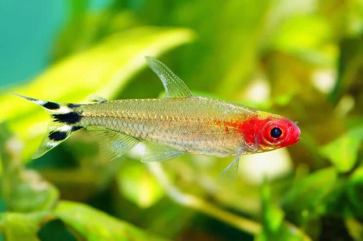„Rummy Nose Tetra“ plaukimas