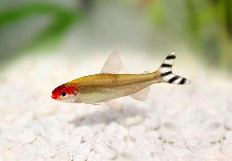 „Rummy Nose Tetra“ išvaizda