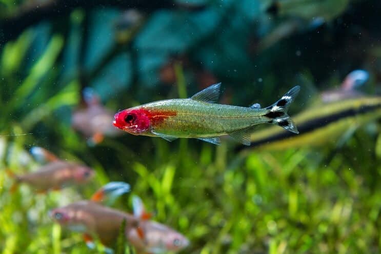 „Rummy Nose Tetra“ bako sąlygos