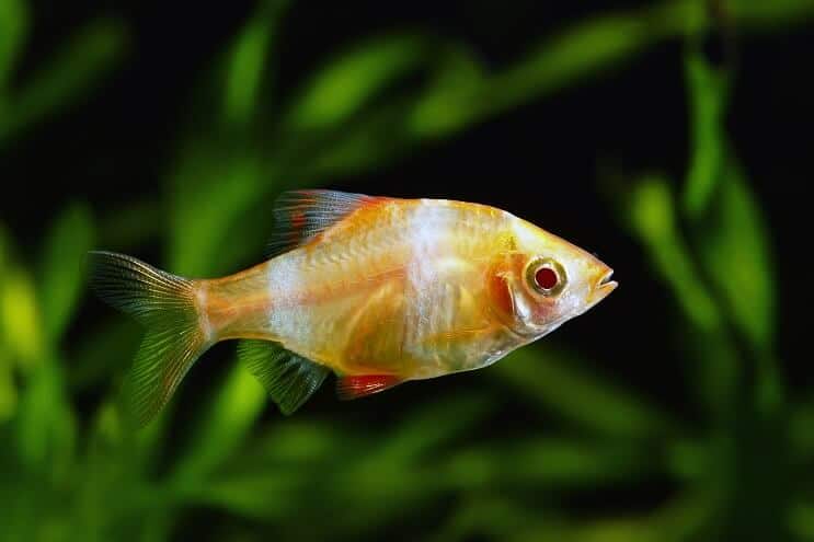 Albino tigro barbas