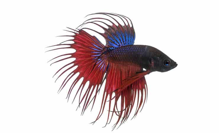 „Crowntail Betta“