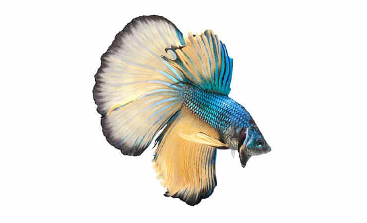Pusė mėnesio Betta