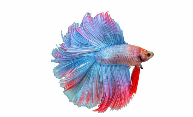Dviguba uodega Betta