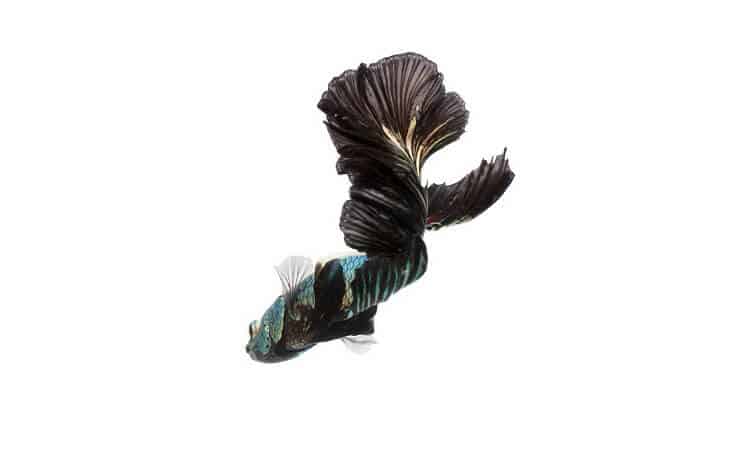 Juodoji orchidėja Betta