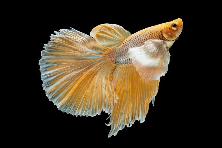 Geltona Betta