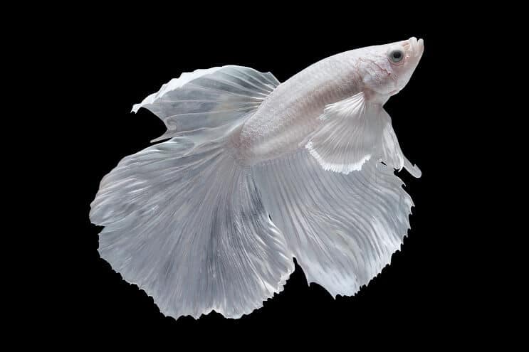Baltoji Betta
