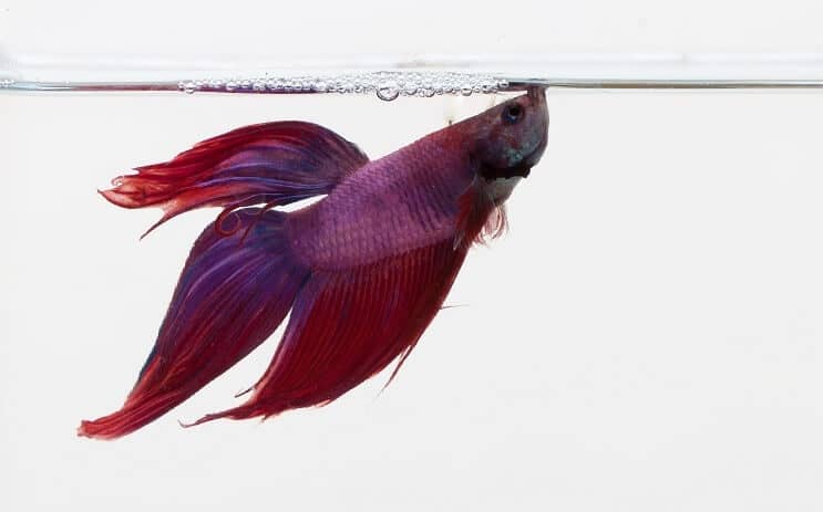 Violetinė Betta