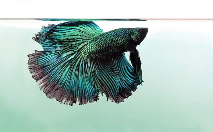 „Dragonscale Betta“